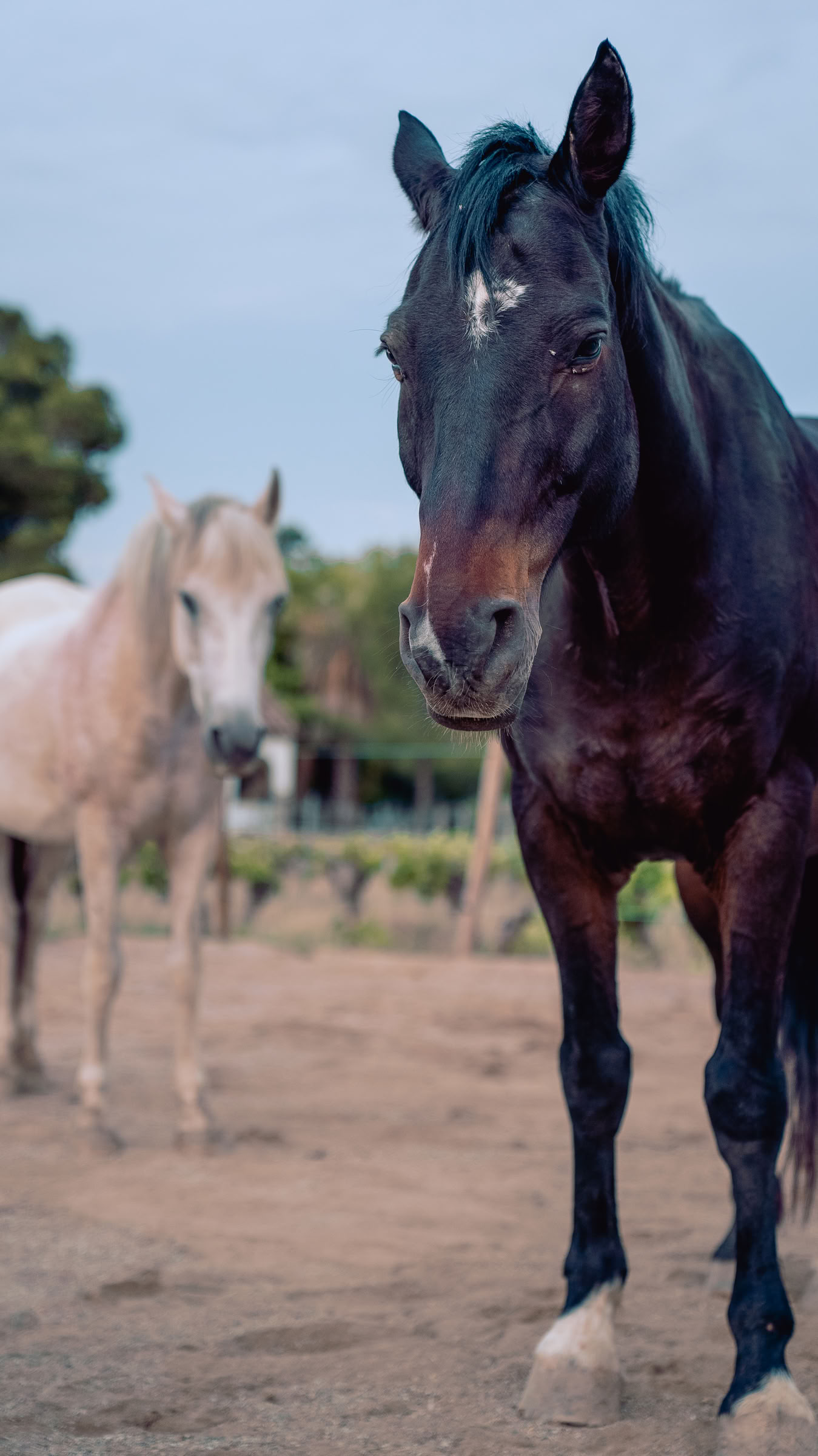 Yoga & guérison avec les chevaux