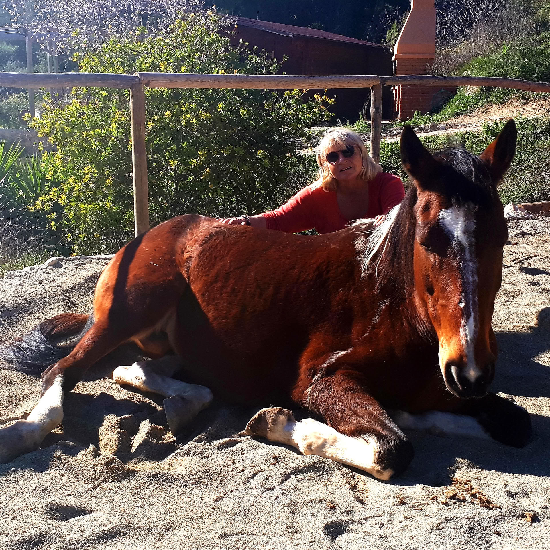 Yoga & guérison avec les chevaux