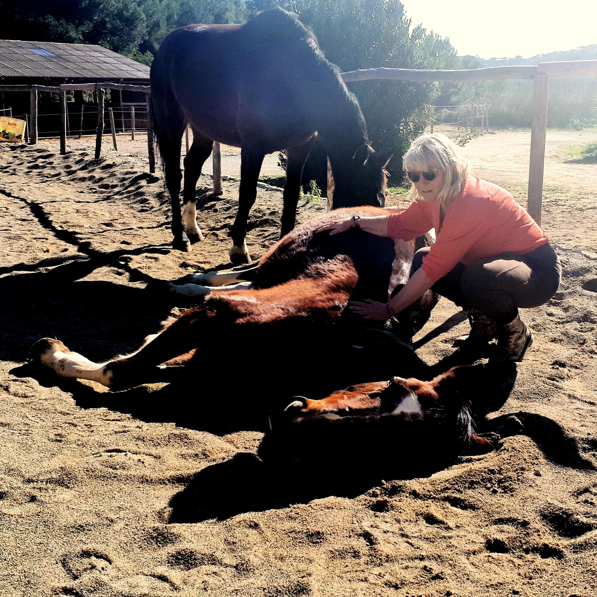 Yoga & guérison avec les chevaux