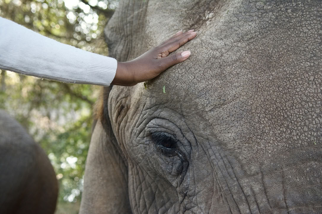 Yoga Avec Les Éléphants