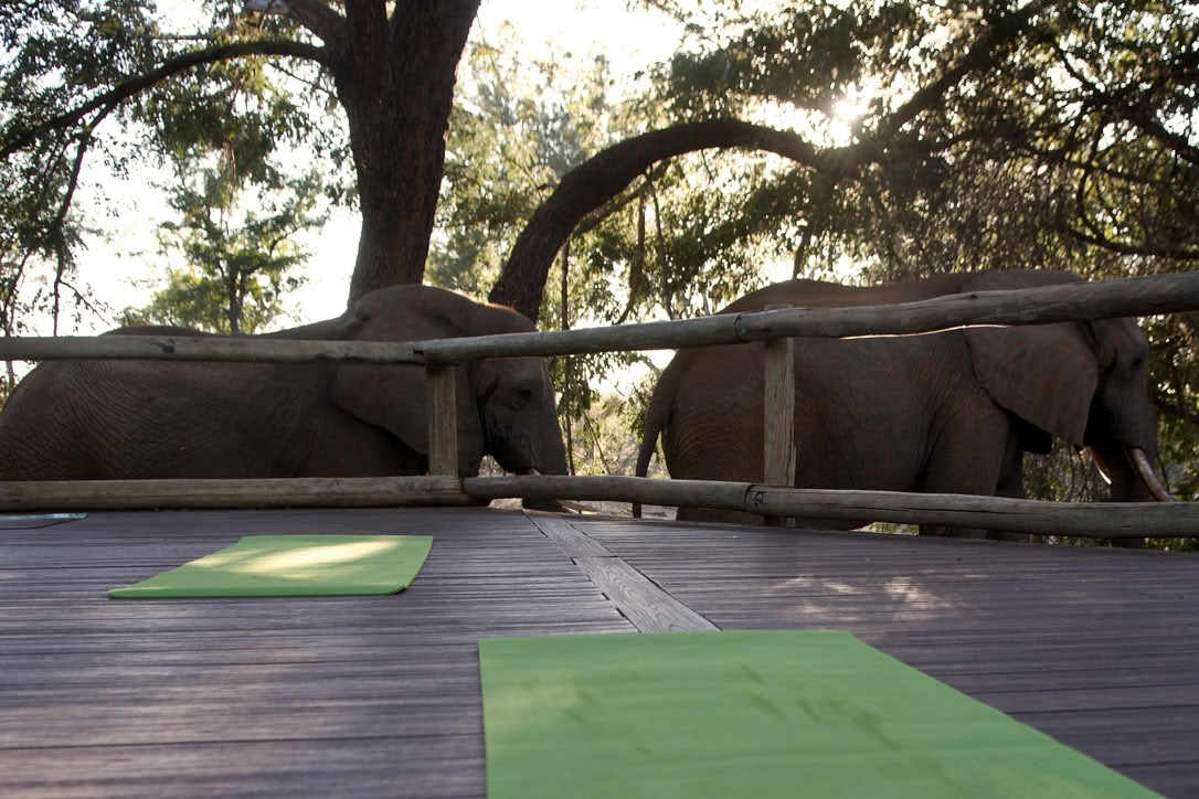 Yoga Avec Les Éléphants