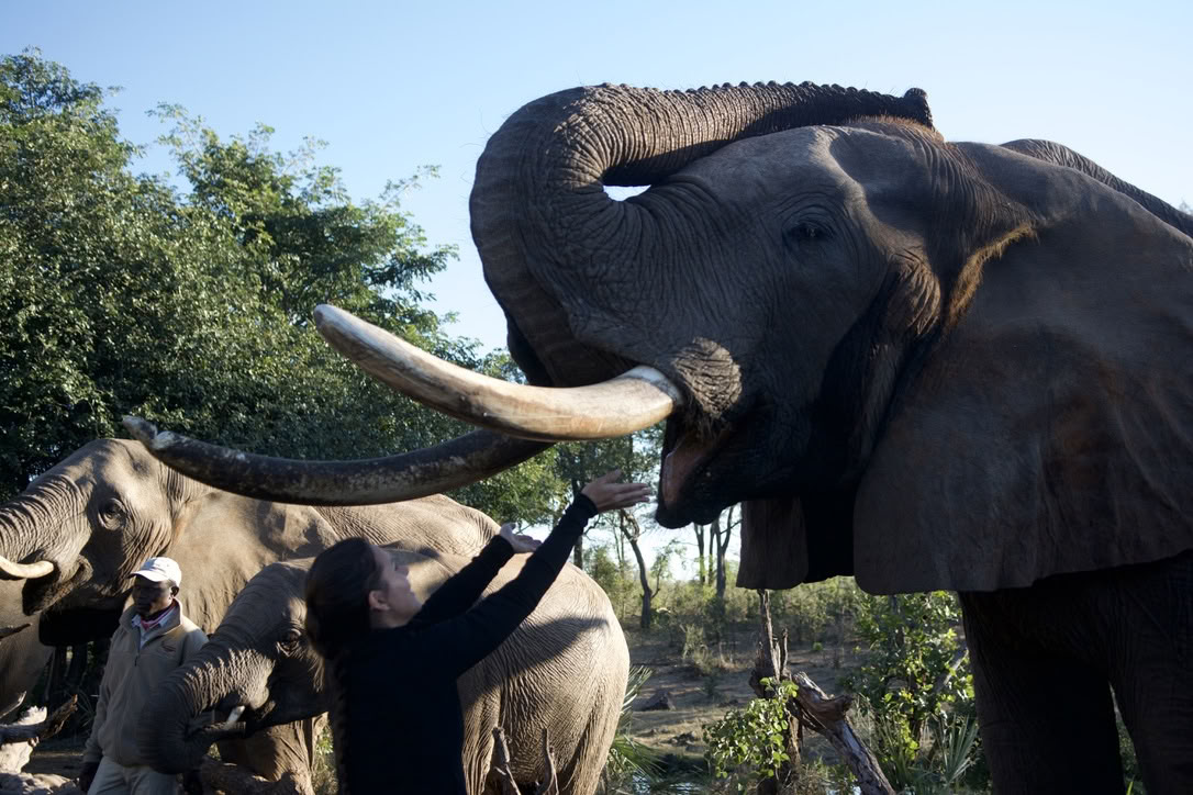 Yoga Avec Les Éléphants