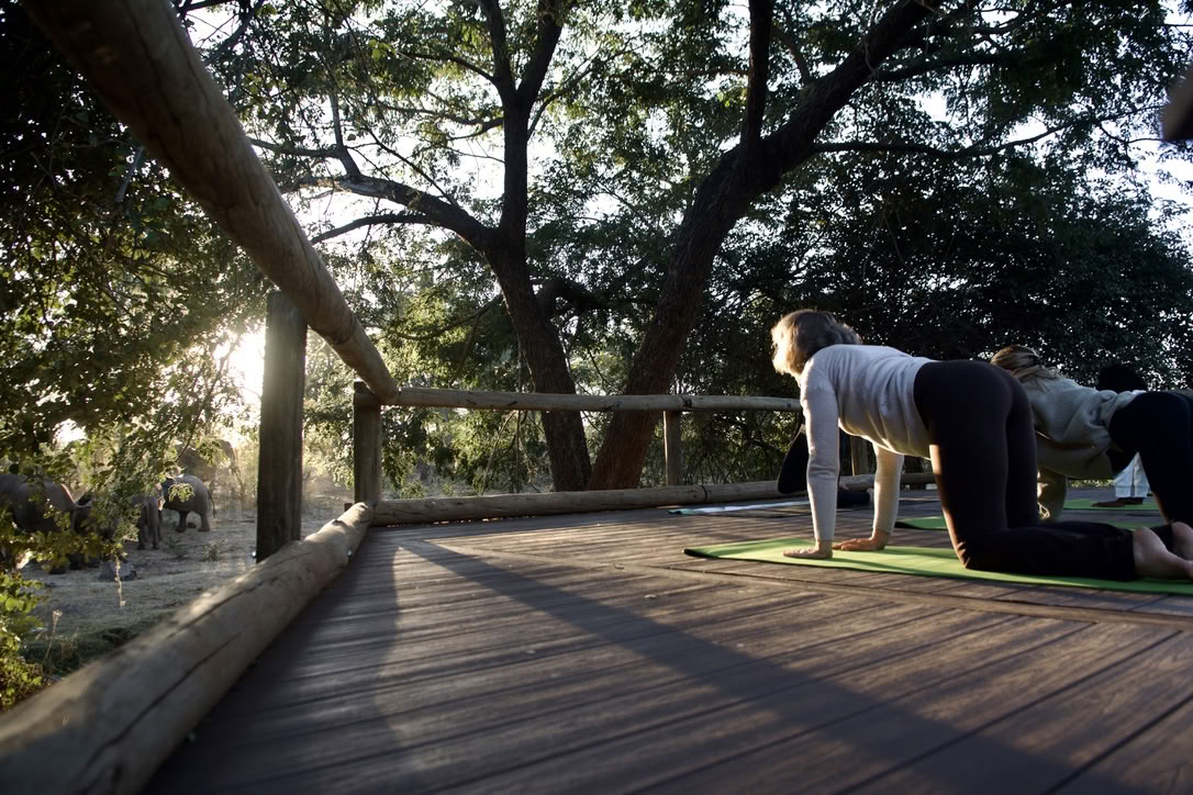 Yoga Avec Les Éléphants