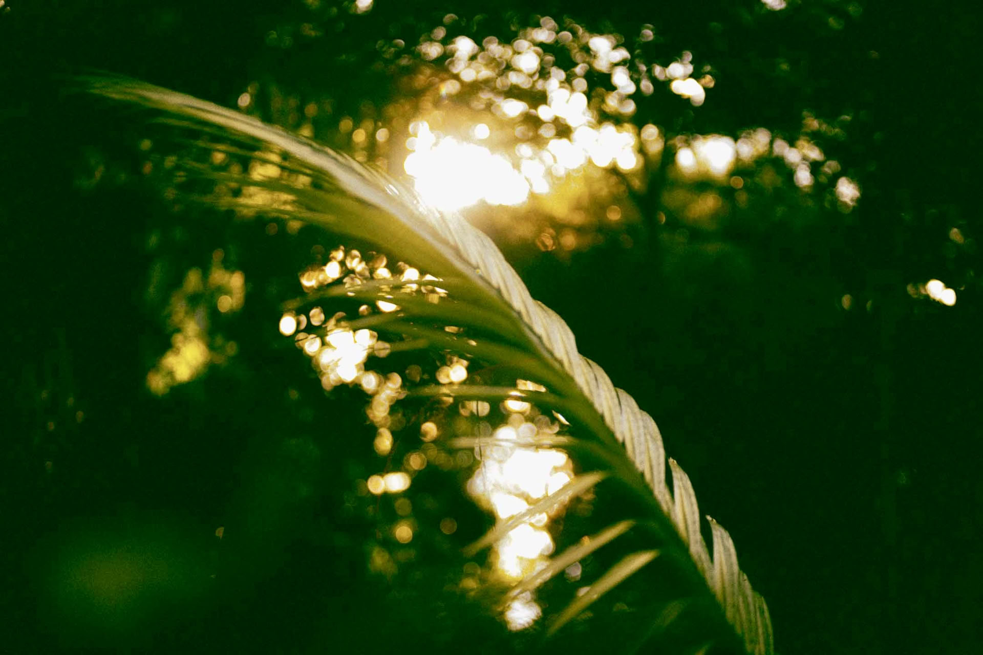 Retraite Ayahuasca de 6 jours