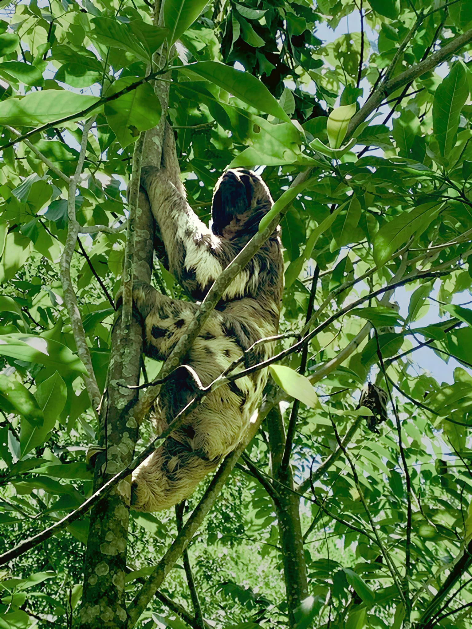 Retraite Ayahuasca de 6 jours