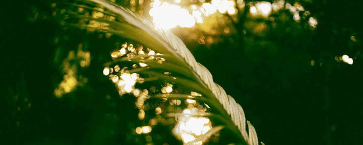 Retraite Ayahuasca de 6 jours