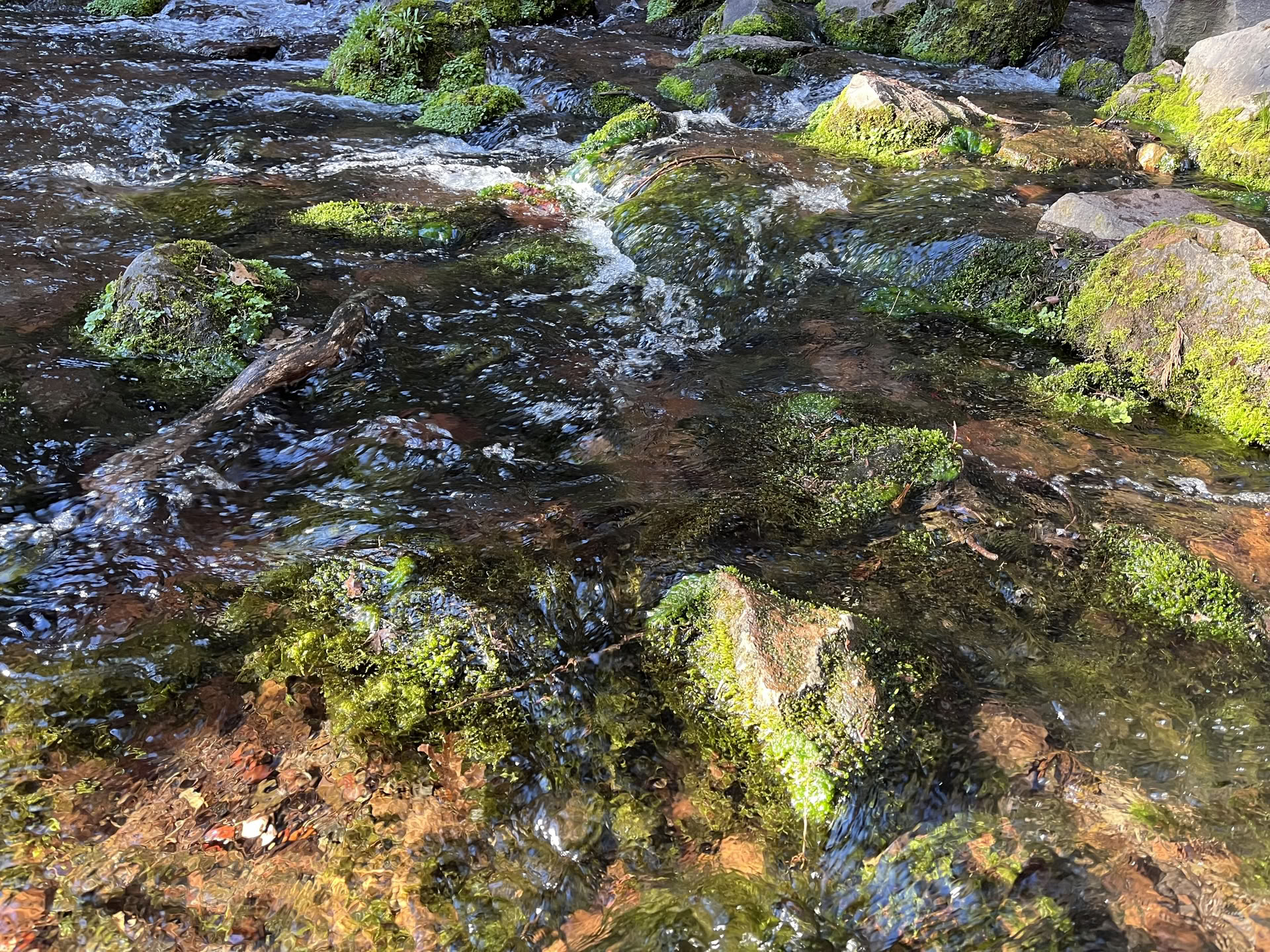 Retraite Deep Inner Peace : Mt. Shasta, CA