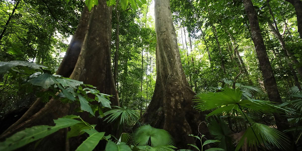 Connexion à l’esprit des plantes : édition d’été (Studio) avec Heidi