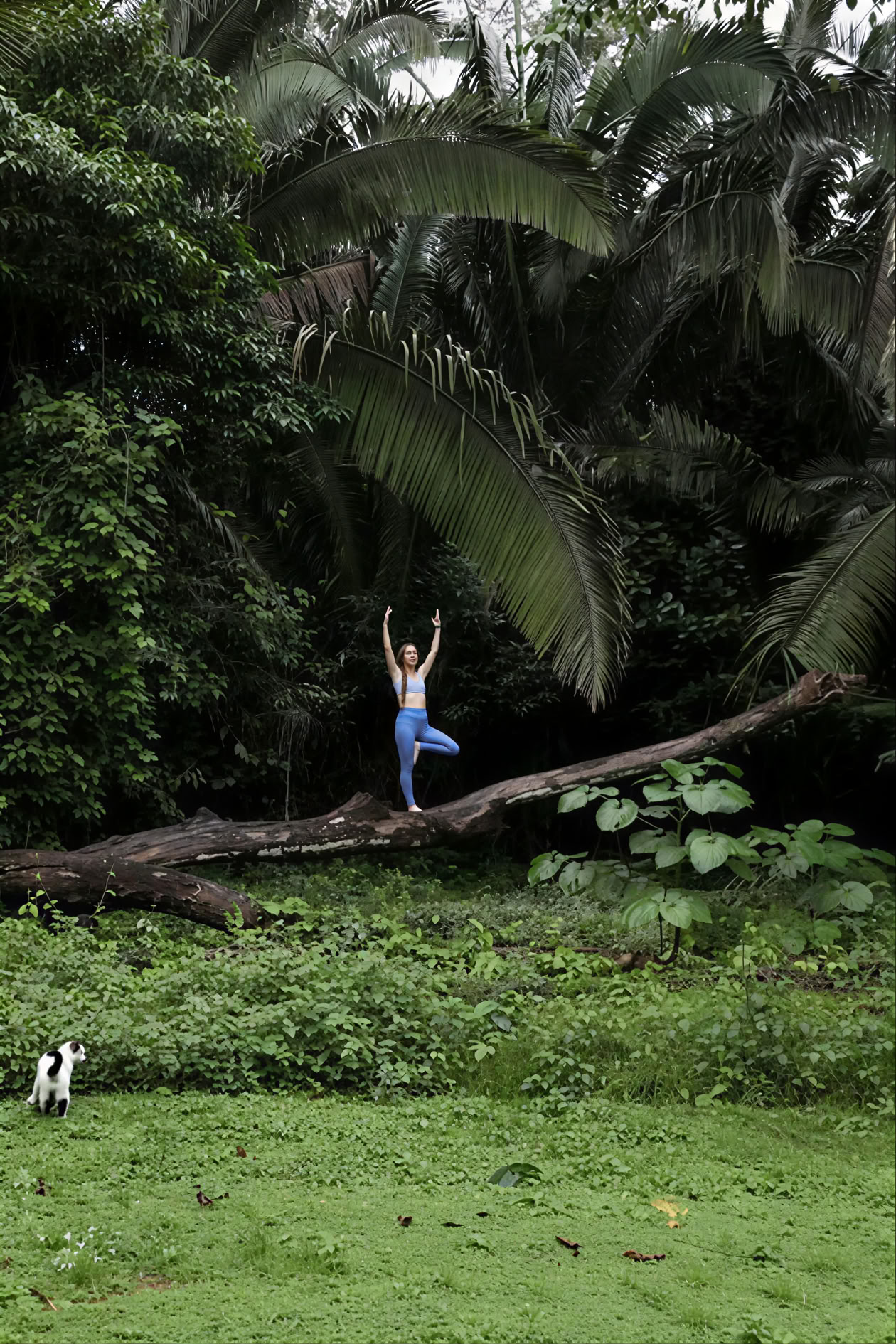 Retraite de yoga en forêt tropicale