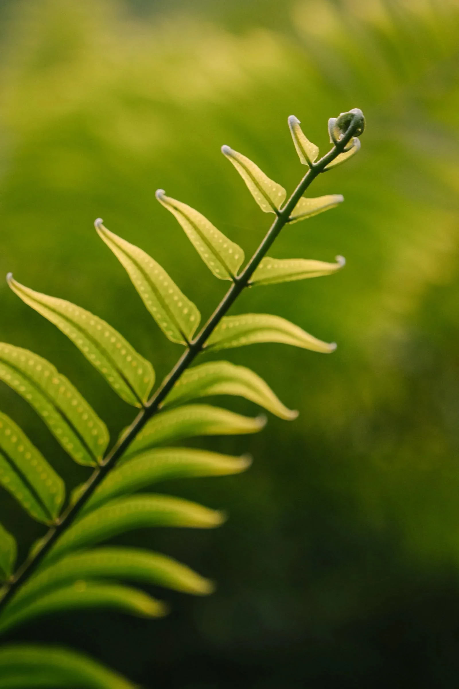 Intime Retraite Ayahuasca - Kinkara Costa Rica