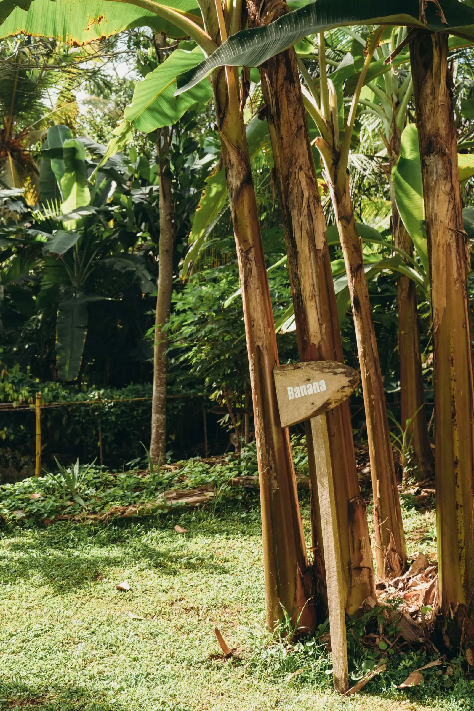 100-Heure Vinyasa + Yin YTT