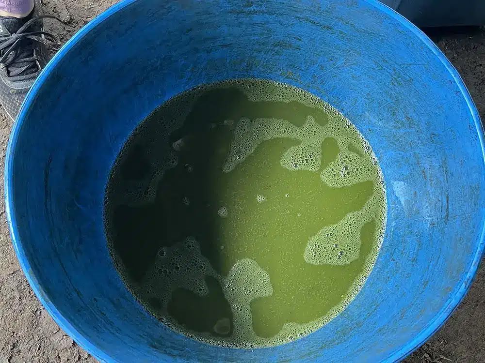 Retraite d’Ayahuasca Medicine Maker avec Taita Miguel