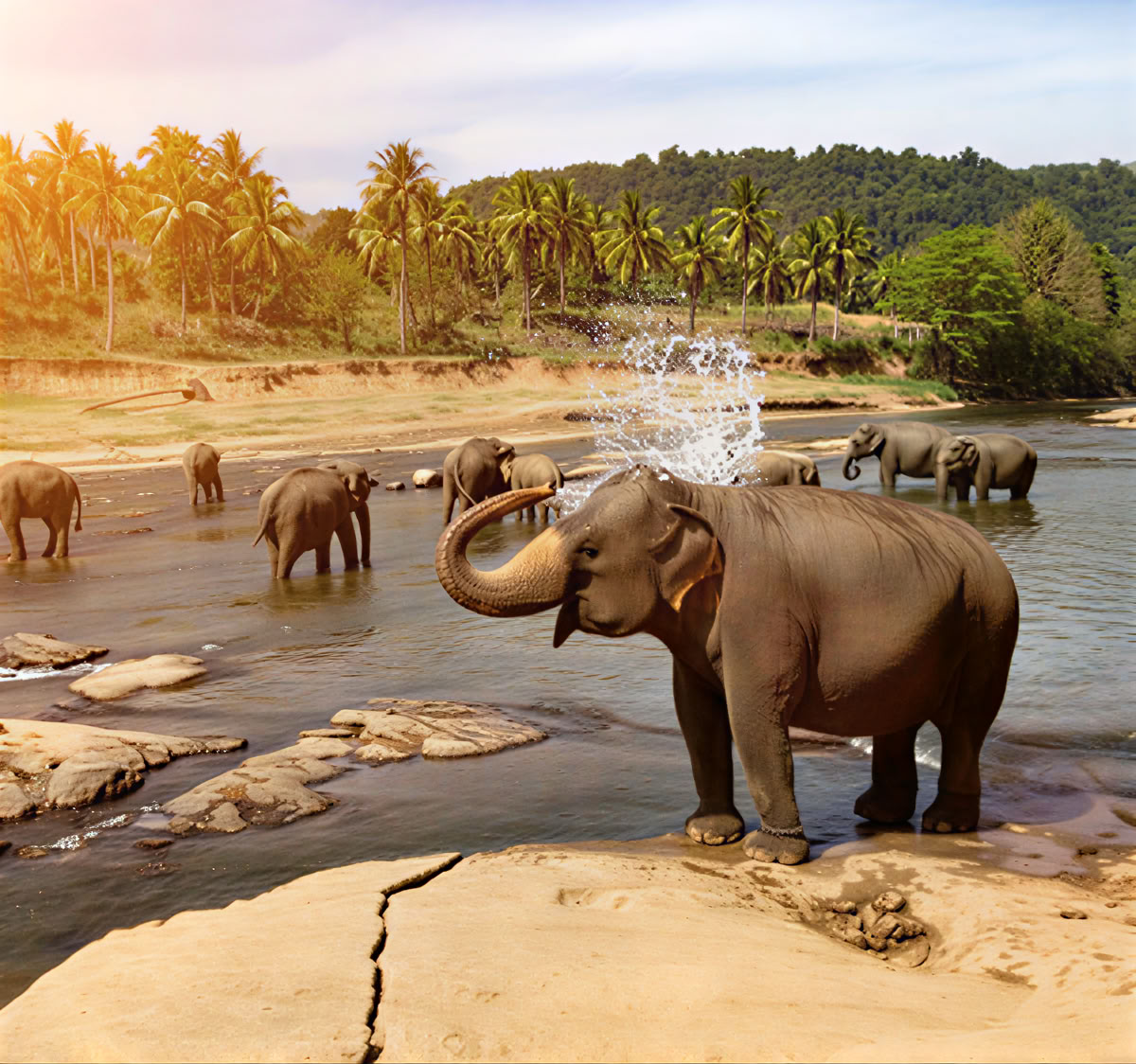 Tranquil Trails : bonheur au Sri Lanka en 7 jours ! Yoga, Méditation, Culture, Nature