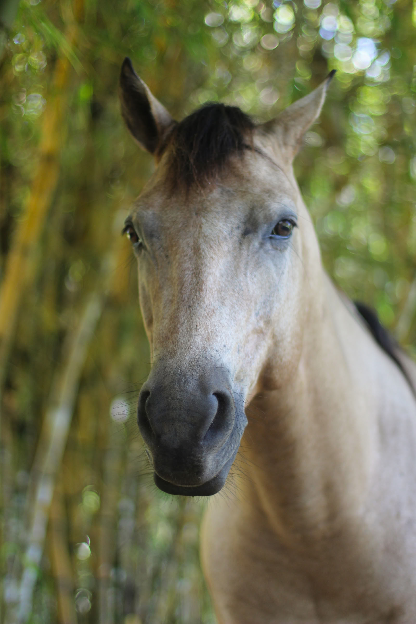 Cérémonie ancestrale avec des chevaux à EncanTica