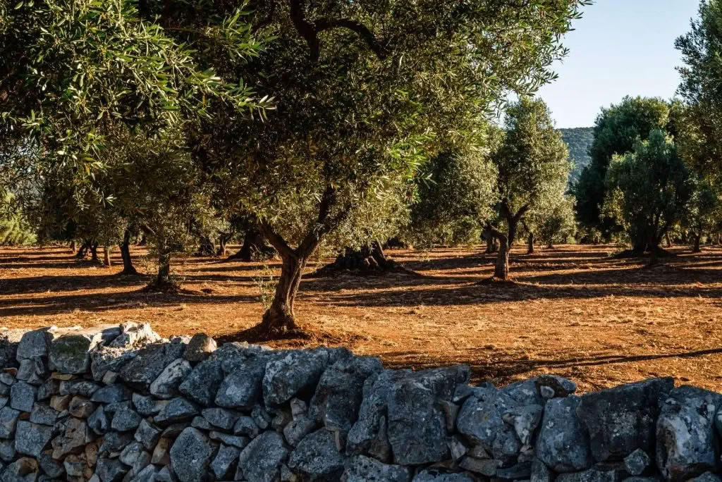 Conversations avec le lieu : une résidence créative à Masseria Specula