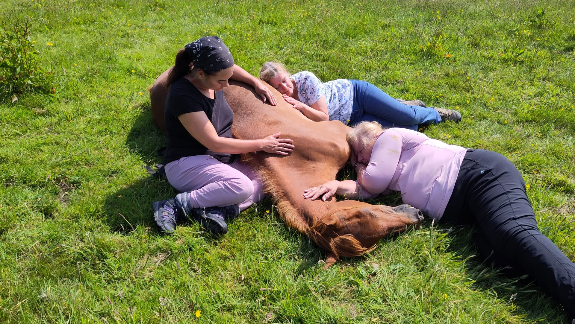 Méditez avec les chevaux