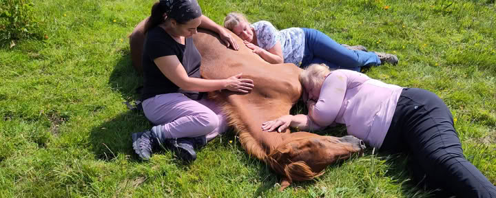 Guérison silencieuse avec les chevaux