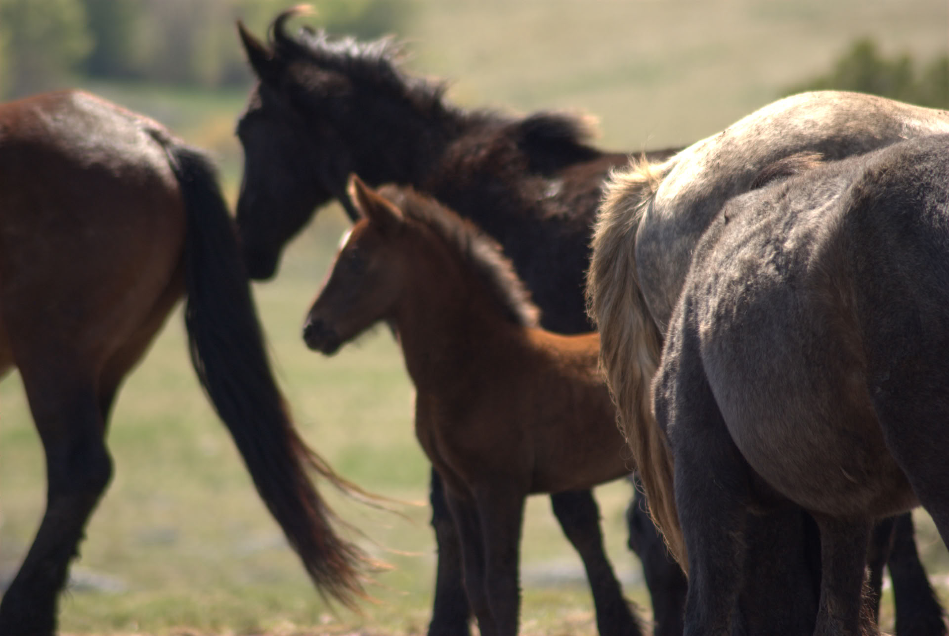 Guérison à cheval | Bosnie 18 - 23 octobre