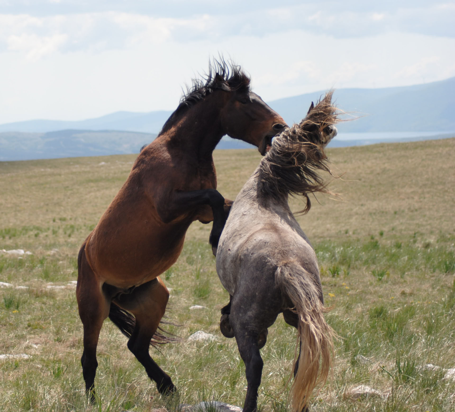 Guérison à cheval | Bosnie 18 - 23 octobre
