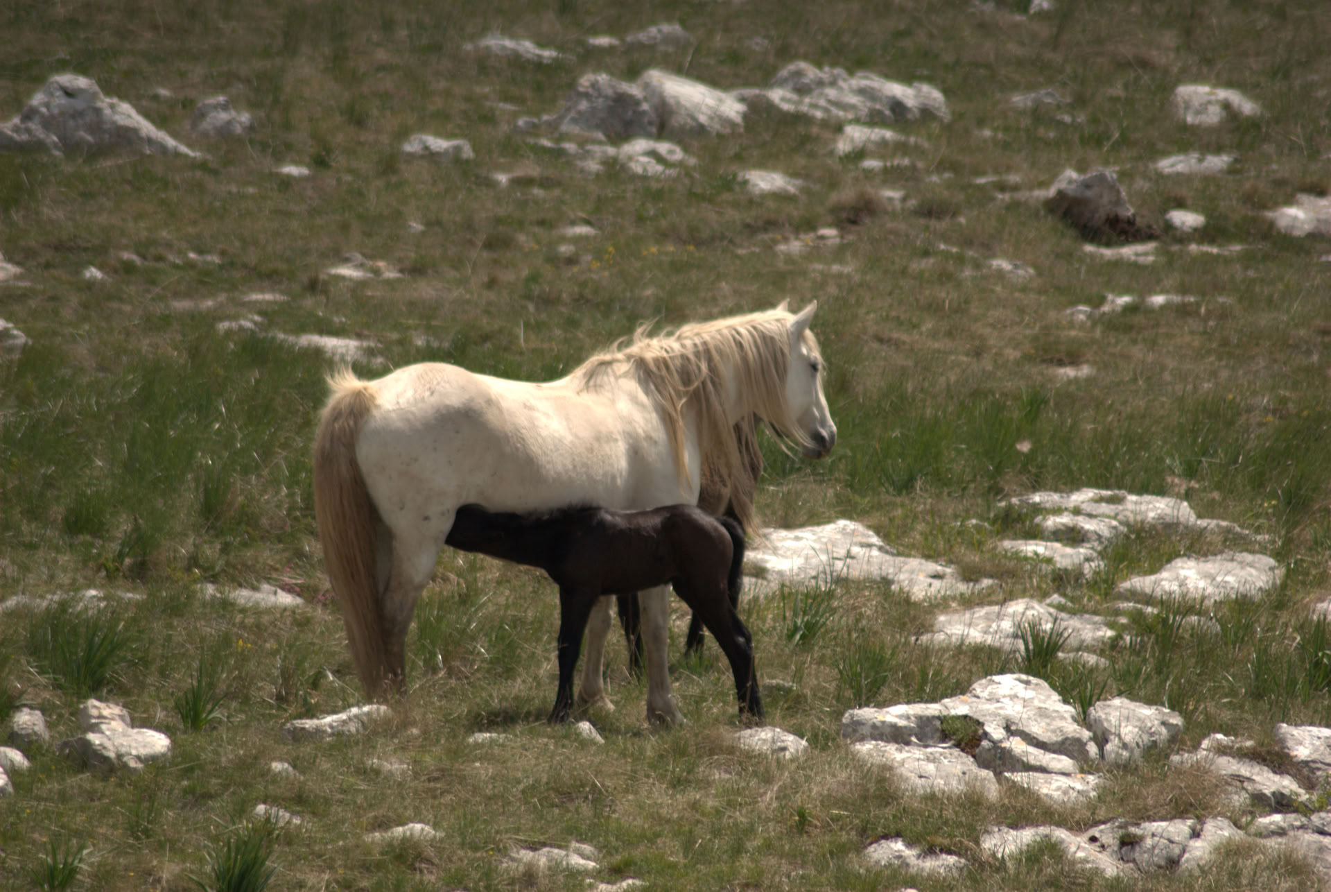 Guérison à cheval | Bosnie 18 - 23 octobre