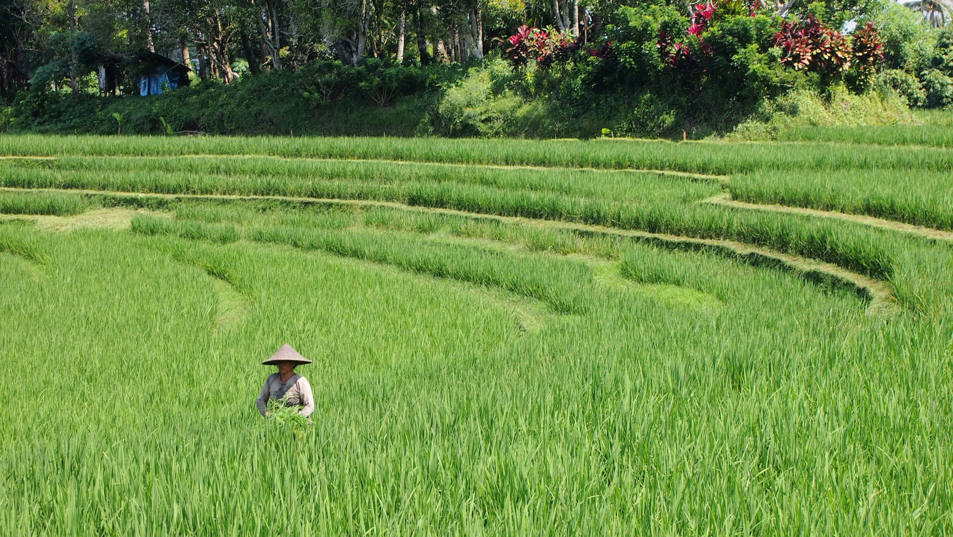 Offre unique à Bali