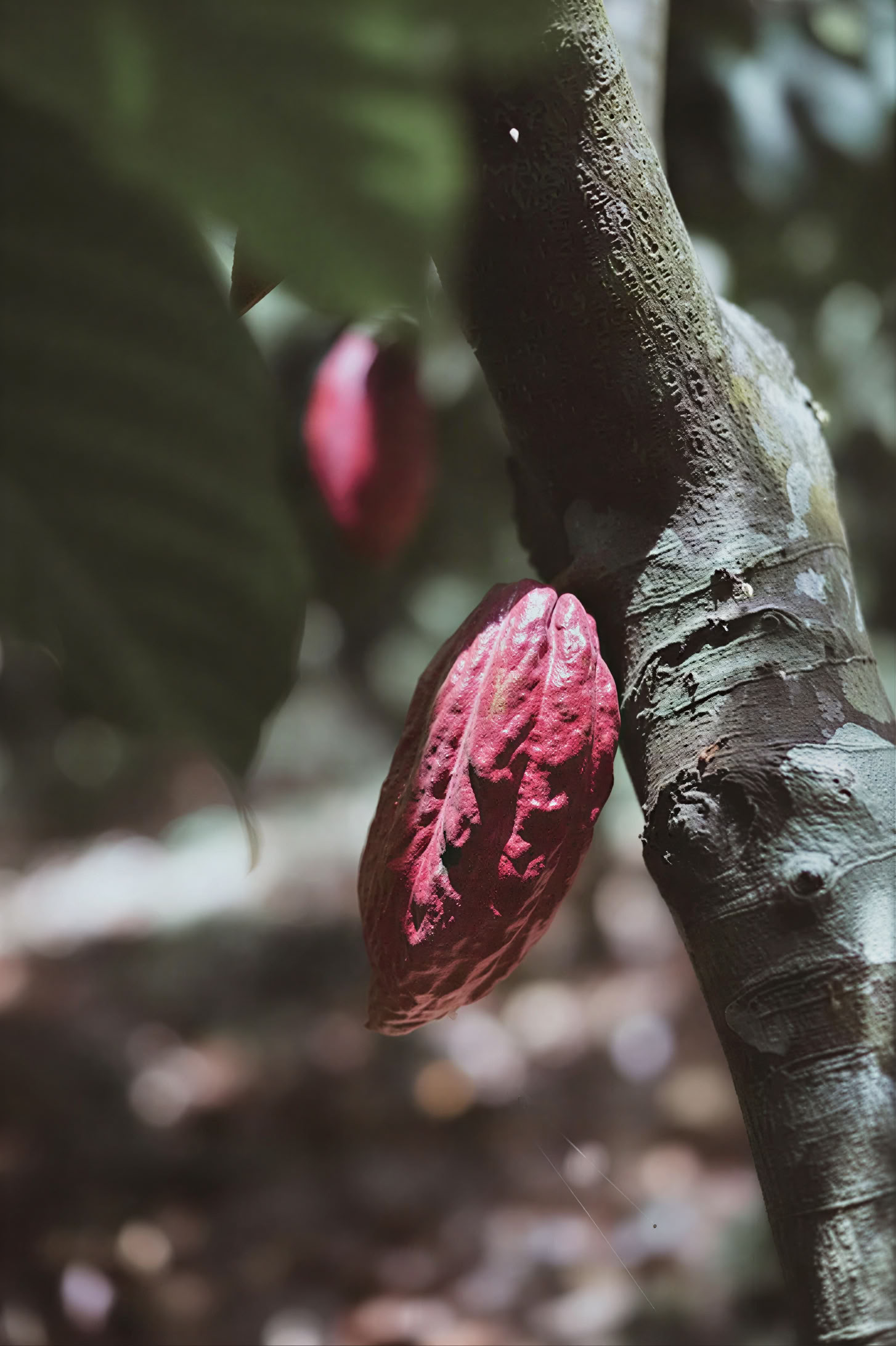 INSIDE CACAO - Atelier libre d'accès