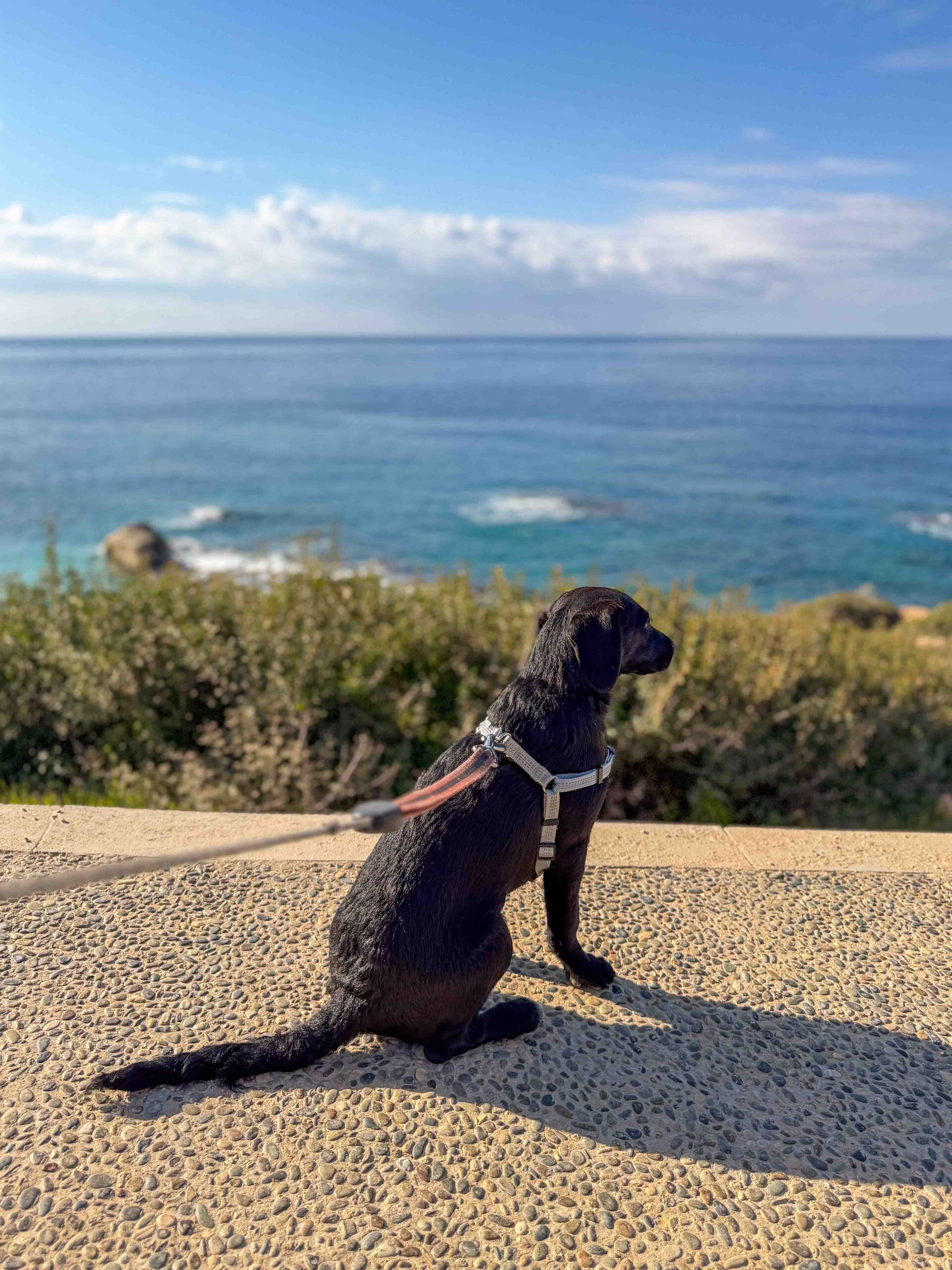 Promenade sur la plage avec des chiots