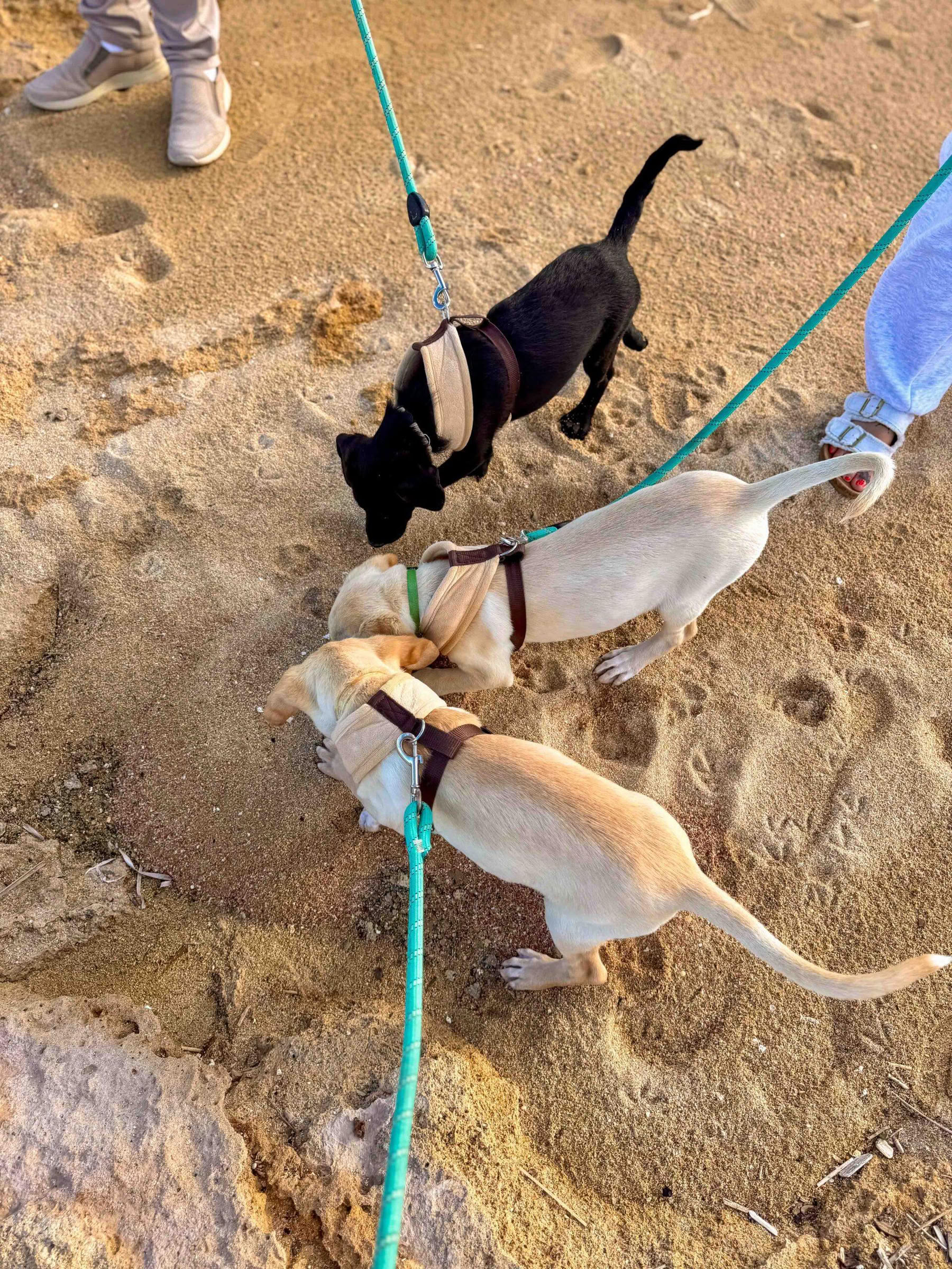 Promenade sur la plage avec des chiots