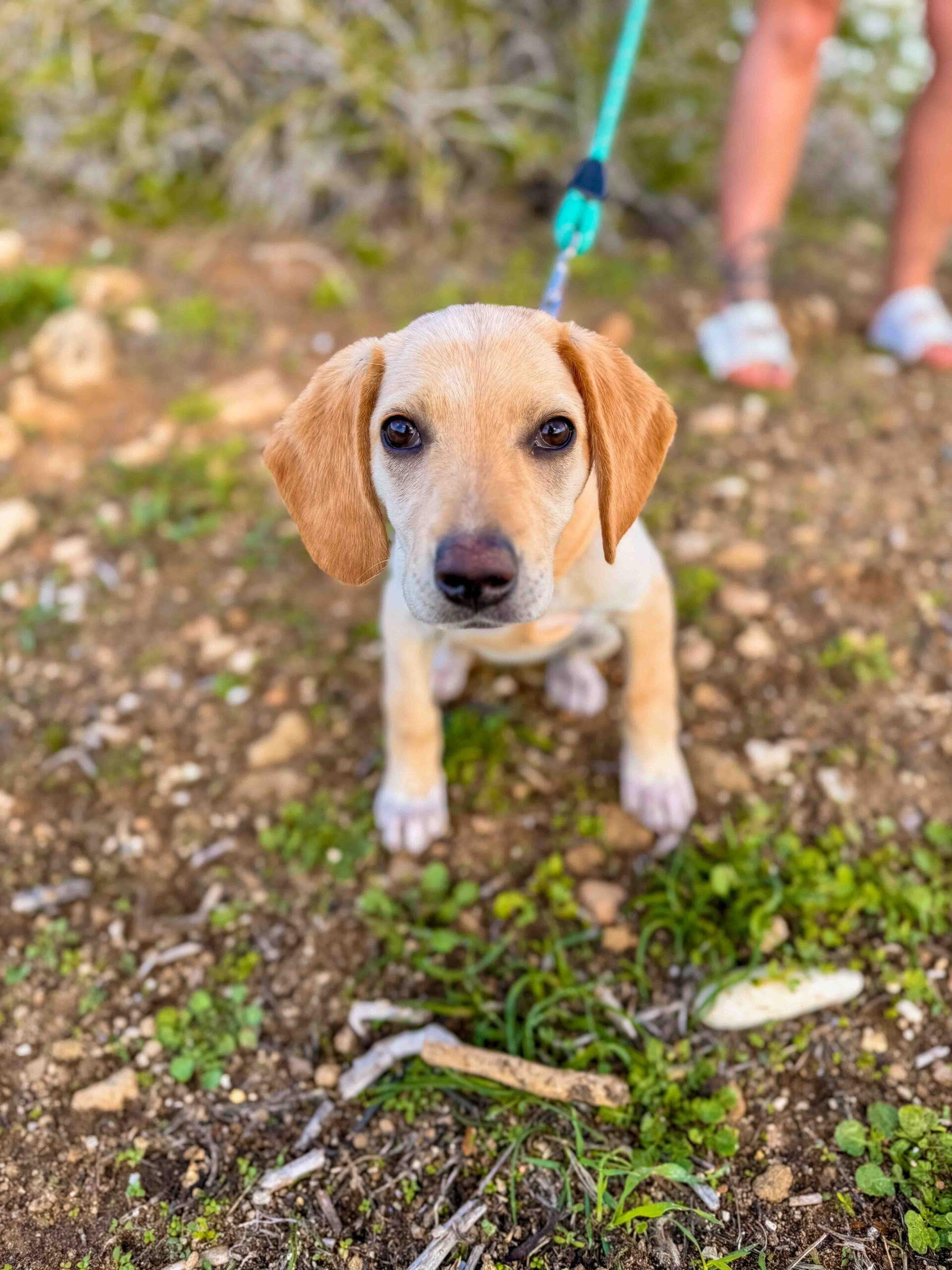 Promenade sur la plage avec des chiots