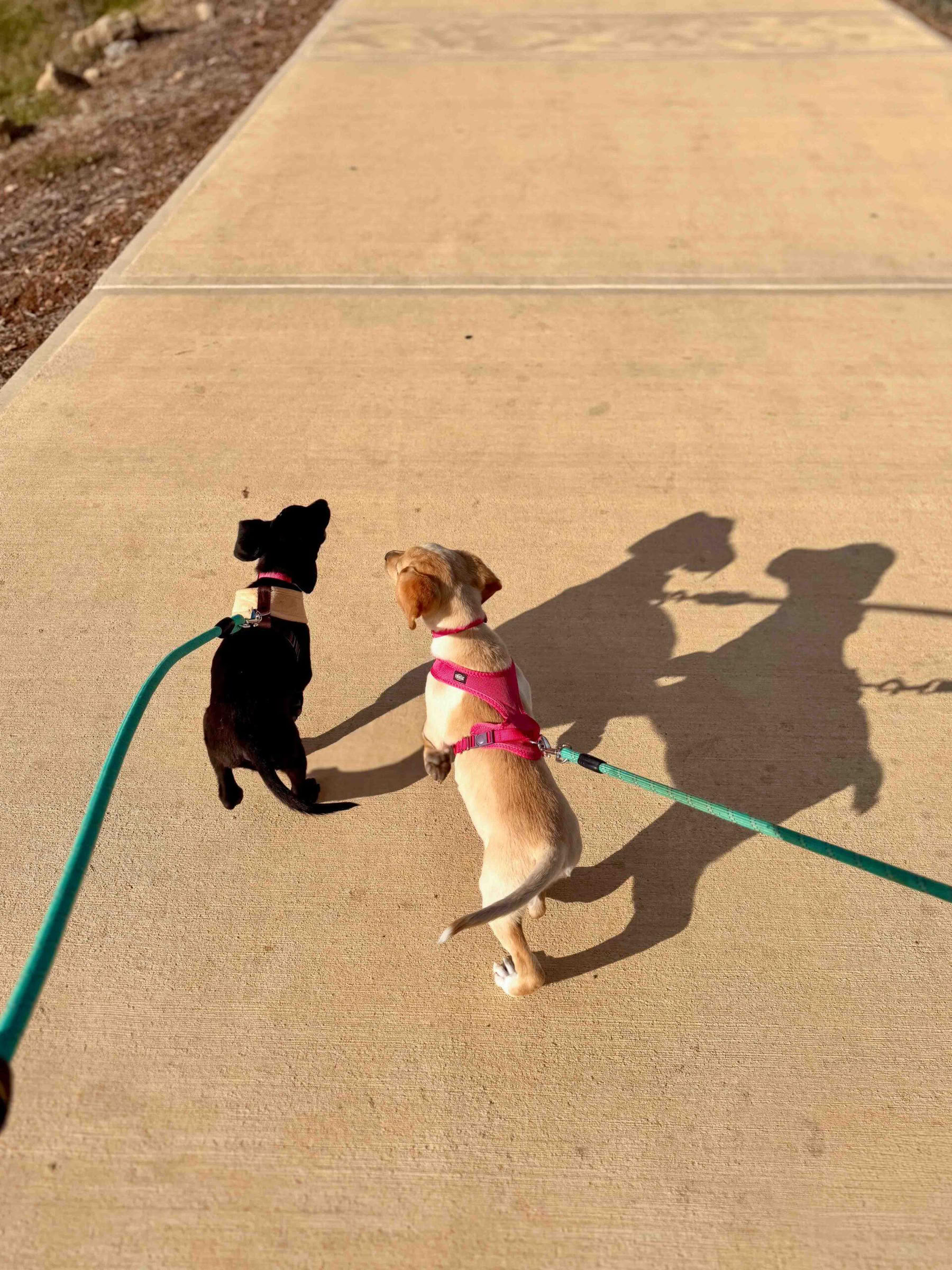 Promenade sur la plage avec des chiots
