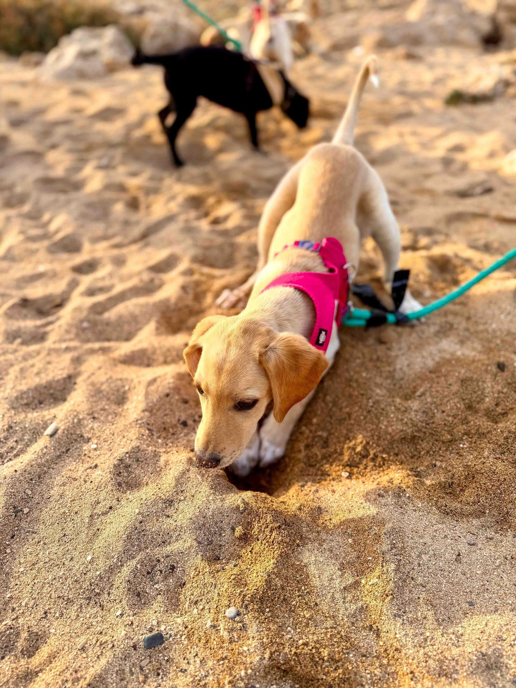 Promenade sur la plage avec des chiots
