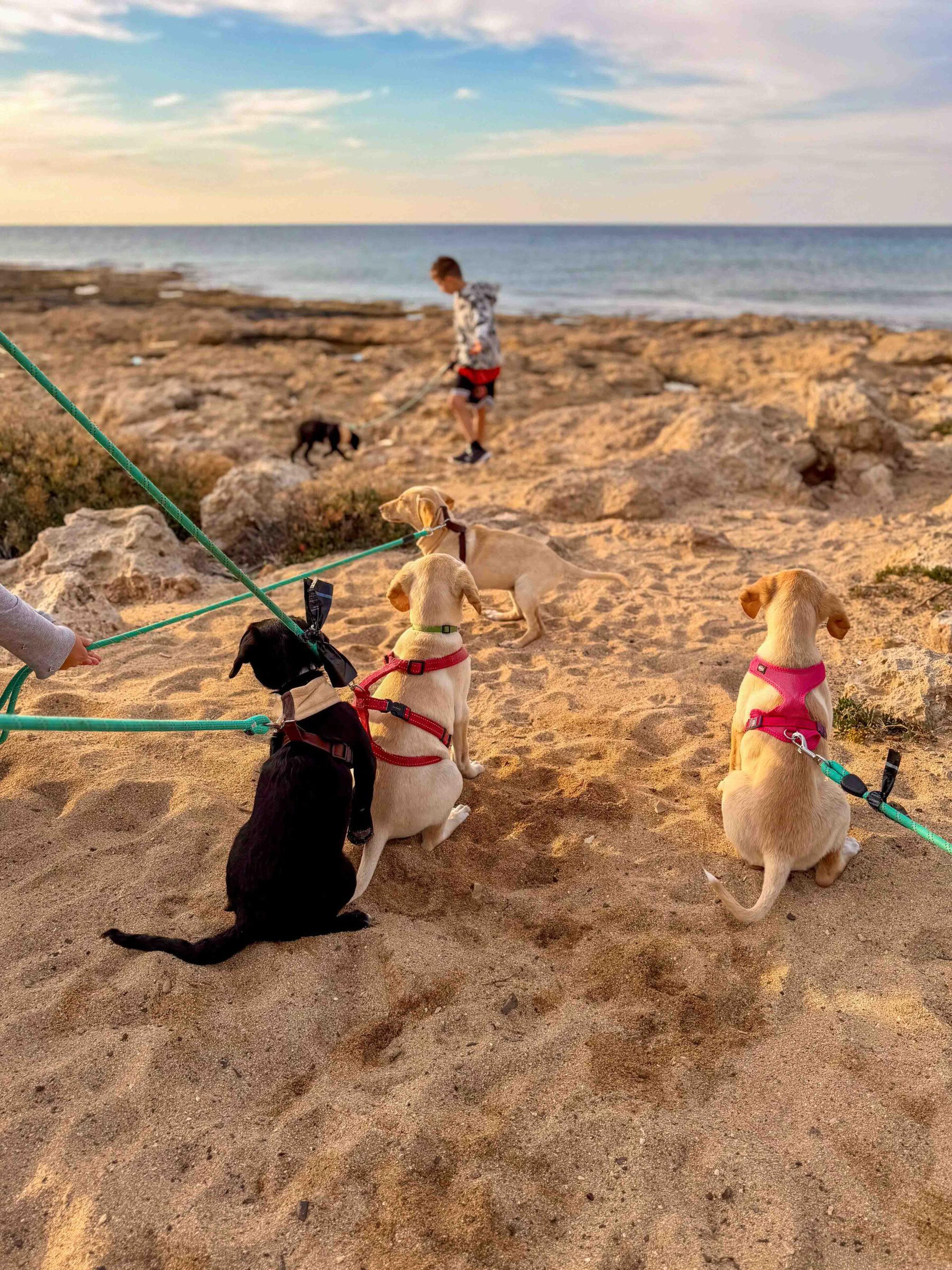 Promenade sur la plage avec des chiots