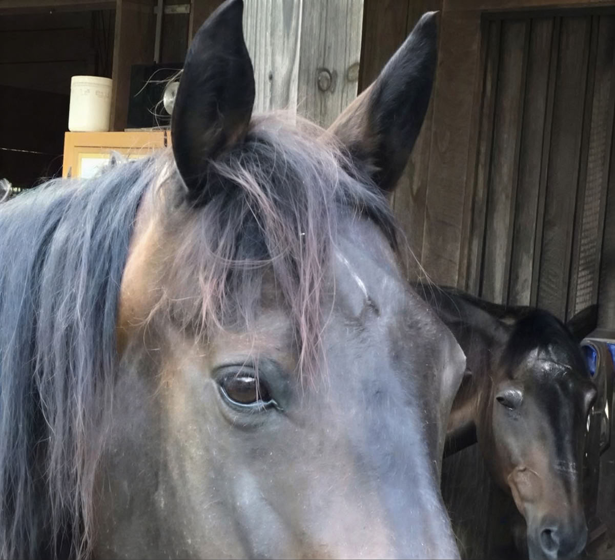Horse Harmony : Une retraite de 3 jours pour l’équilibre et le bien-être des femmes