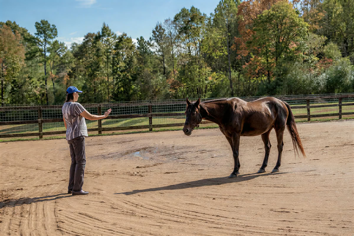 Horse Harmony : Une retraite de 3 jours pour l’équilibre et le bien-être des femmes