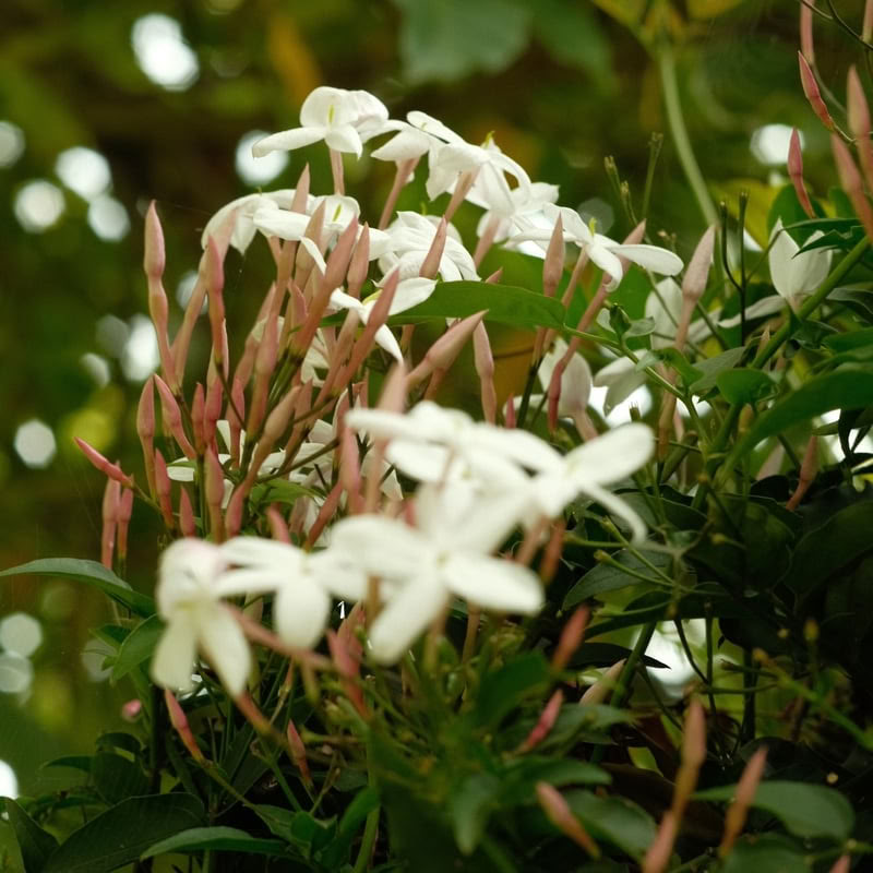 Retraite Ayahuasca de 9 jours