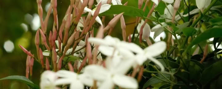 Retraite Ayahuasca de 9 jours