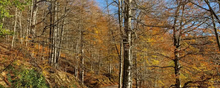 Retraite de yoga d’octobre : l’expérience de la forêt dorée