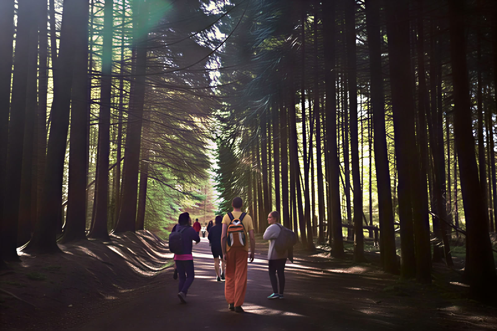 Retraite de yoga et de nature : immersion dans la forêt dorée
