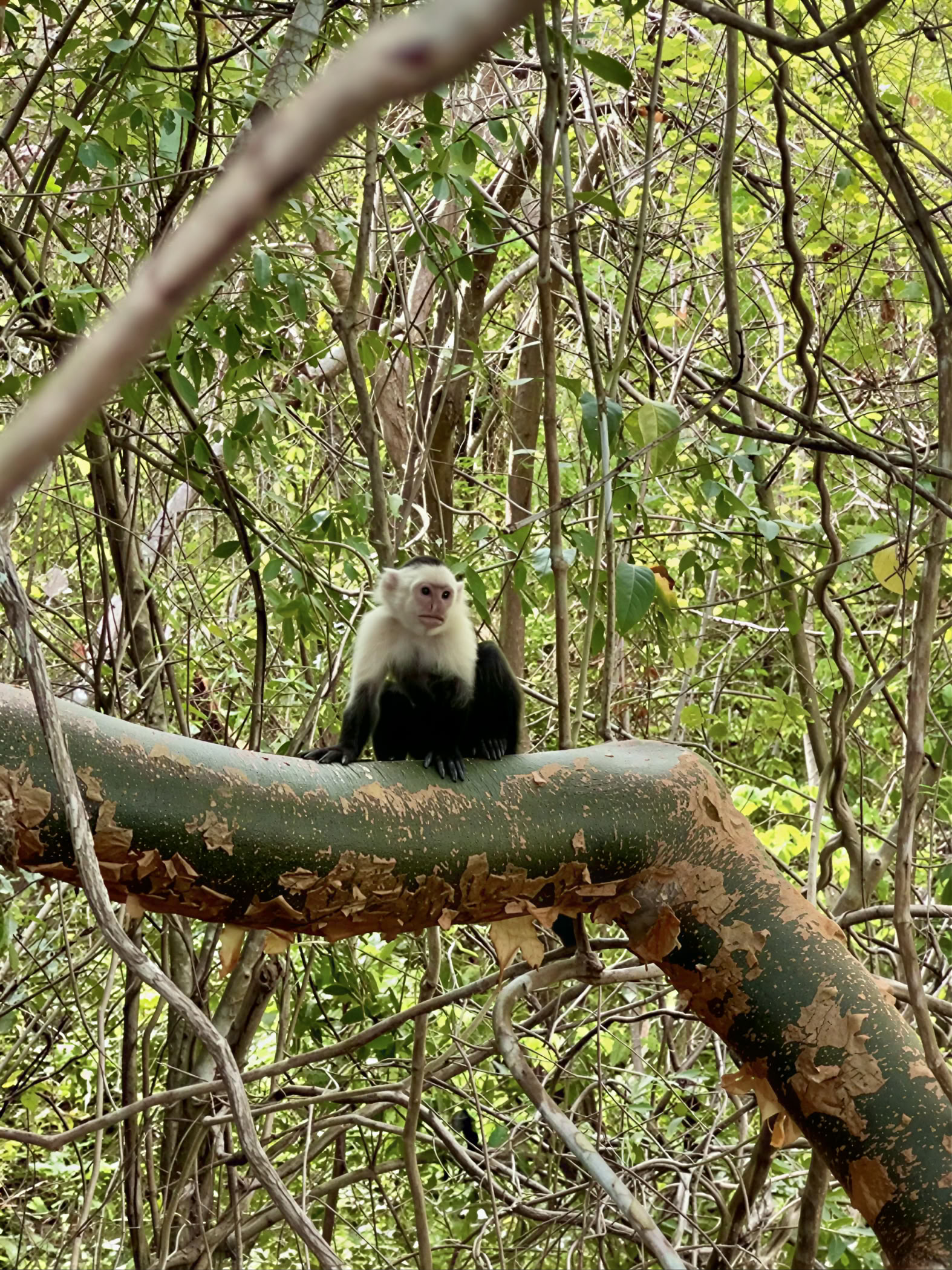 Retraite d'aventure en pleine nature - Costa Rica