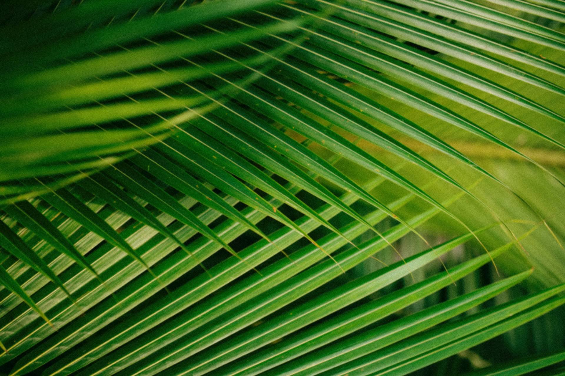Ateliers d'ayahuasca