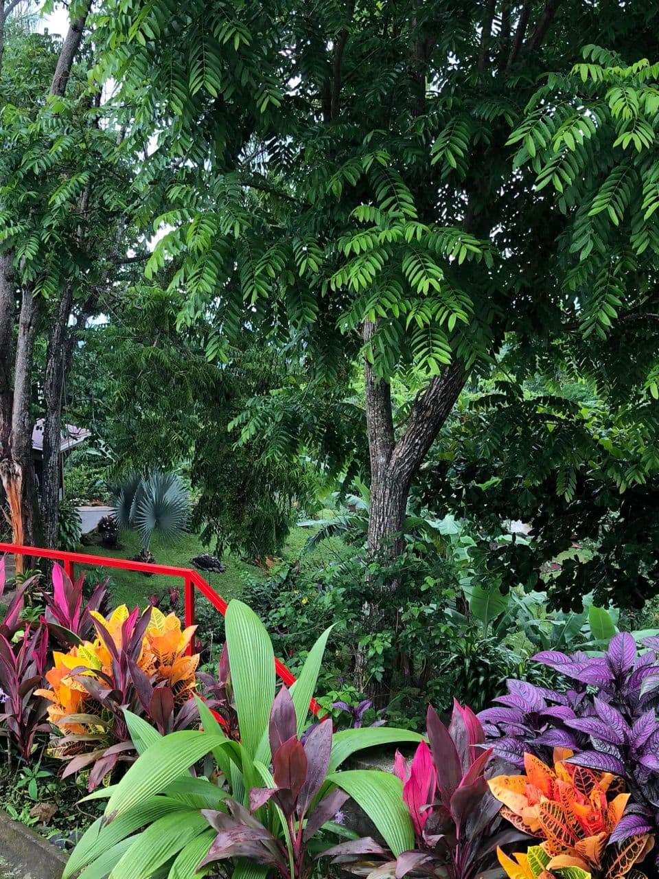 Retraite de cérémonie des plantes – août 2026