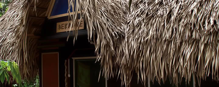Transformation à l'ayahuasca en 3 semaines