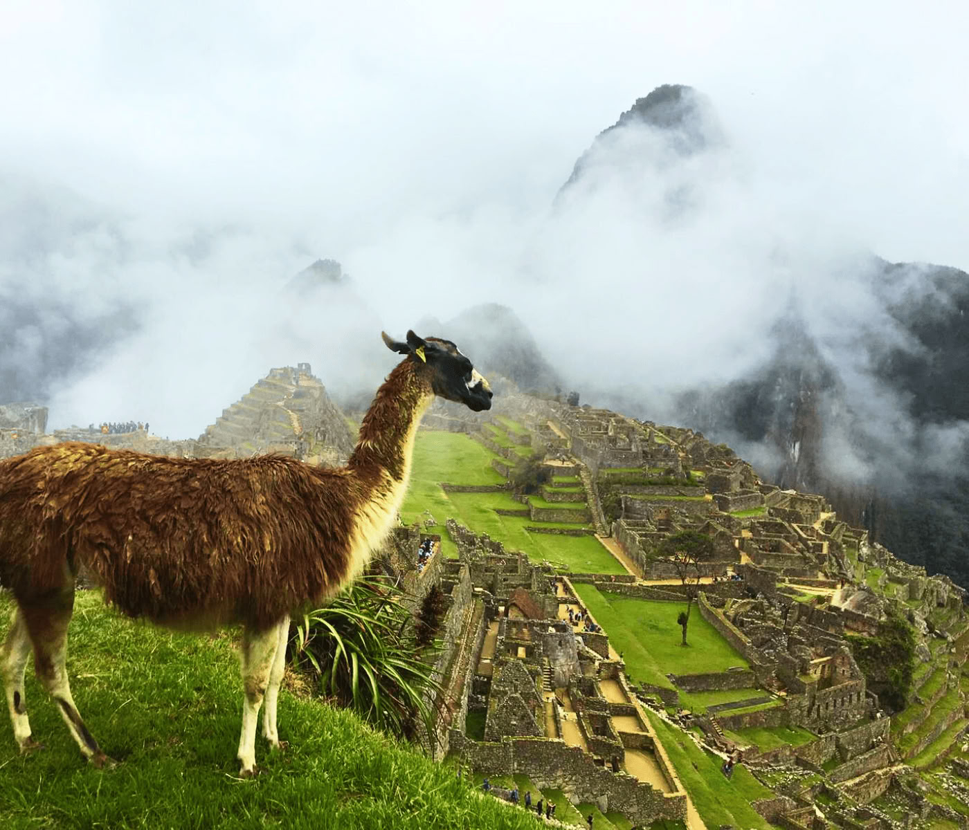 Retraite Ayahuasca de 7 jours + Machupicchu