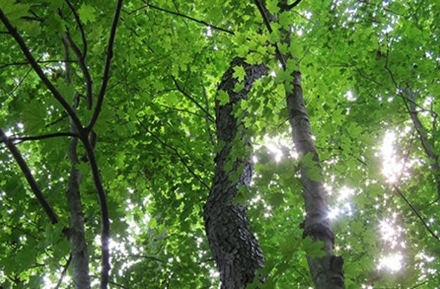 Certification d’accompagnateur en pleine conscience en plein air, niveau 1, communauté forestière
