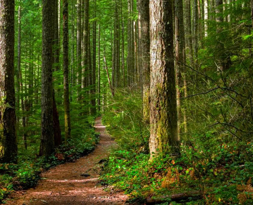 Certification d’accompagnateur en pleine conscience en plein air, niveau 1, communauté forestière