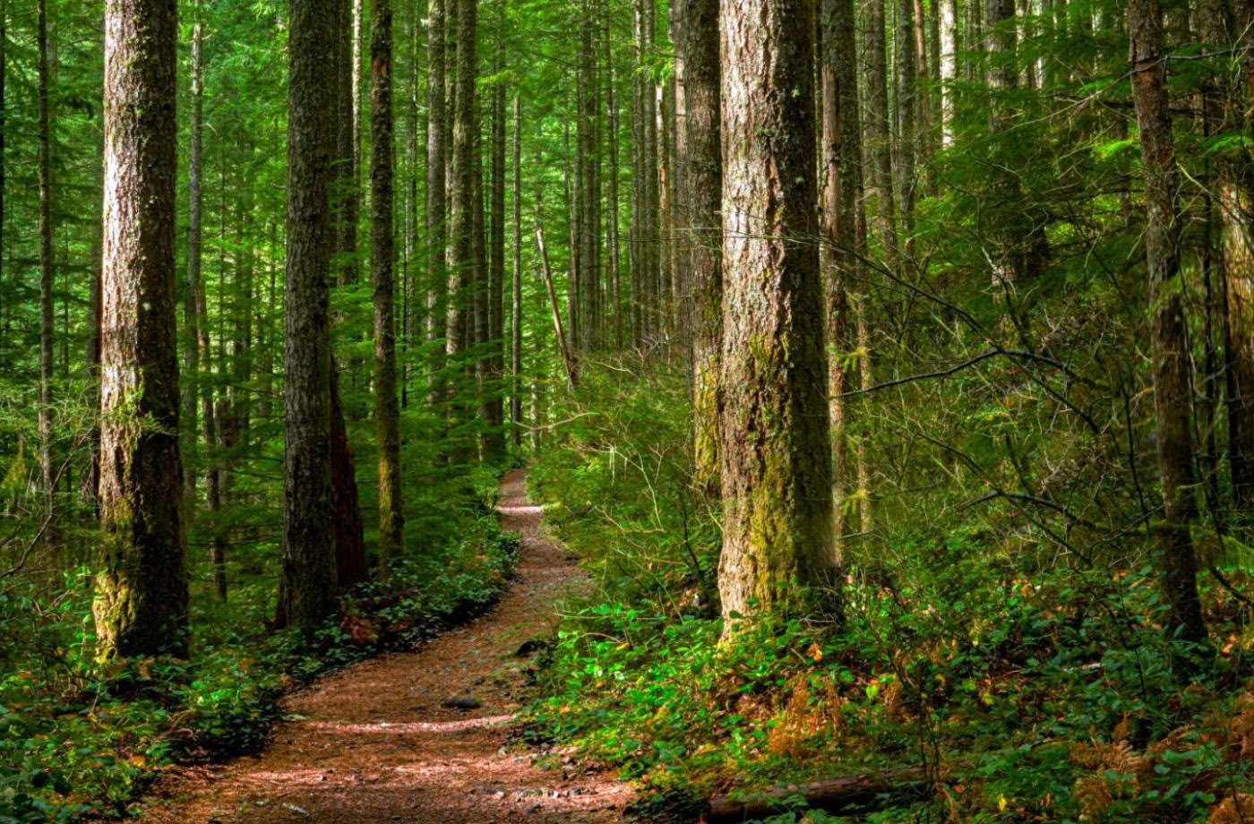 Certification de guide en plein air en pleine conscience, niveau 2 : s’aligner avec la nature
