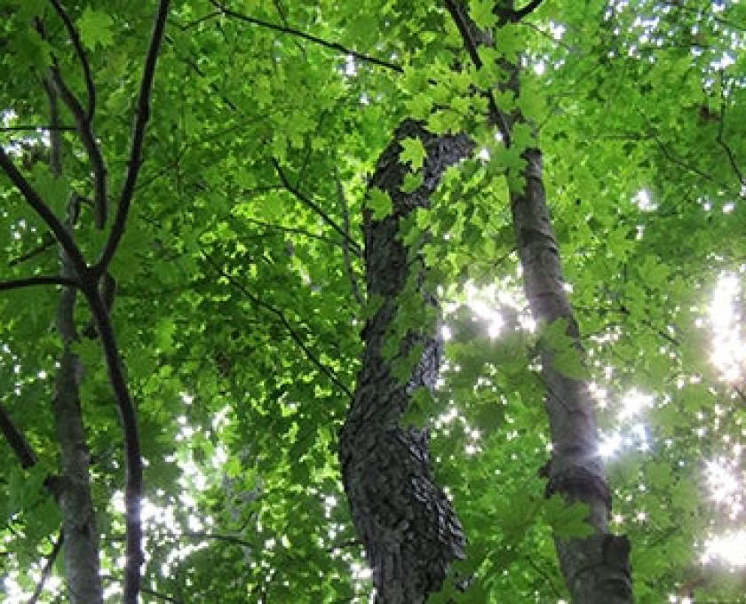 Certification de guide en plein air en pleine conscience, niveau 2 : s’aligner avec la nature