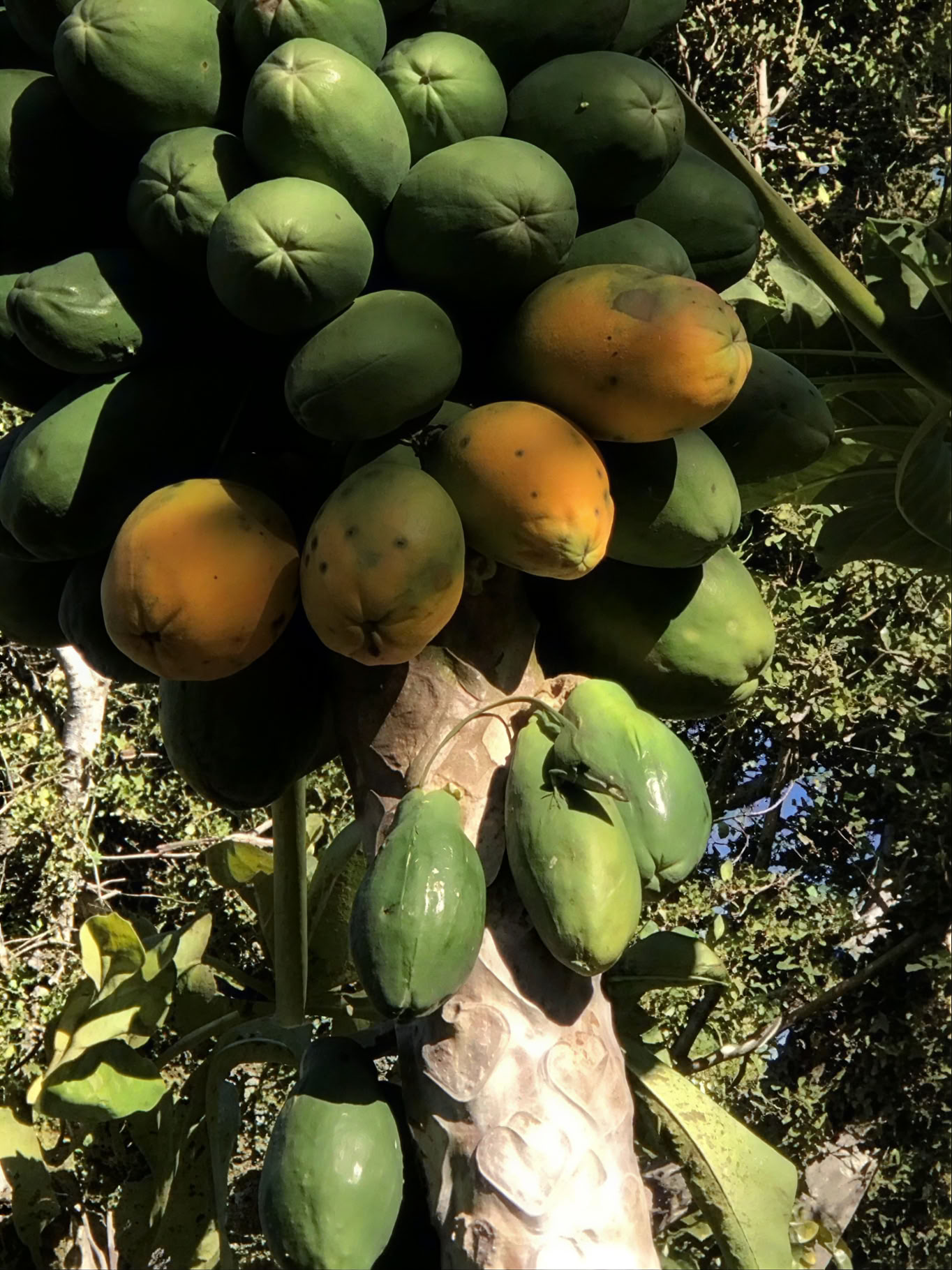 Visite sacrée de la pépinière du jardin