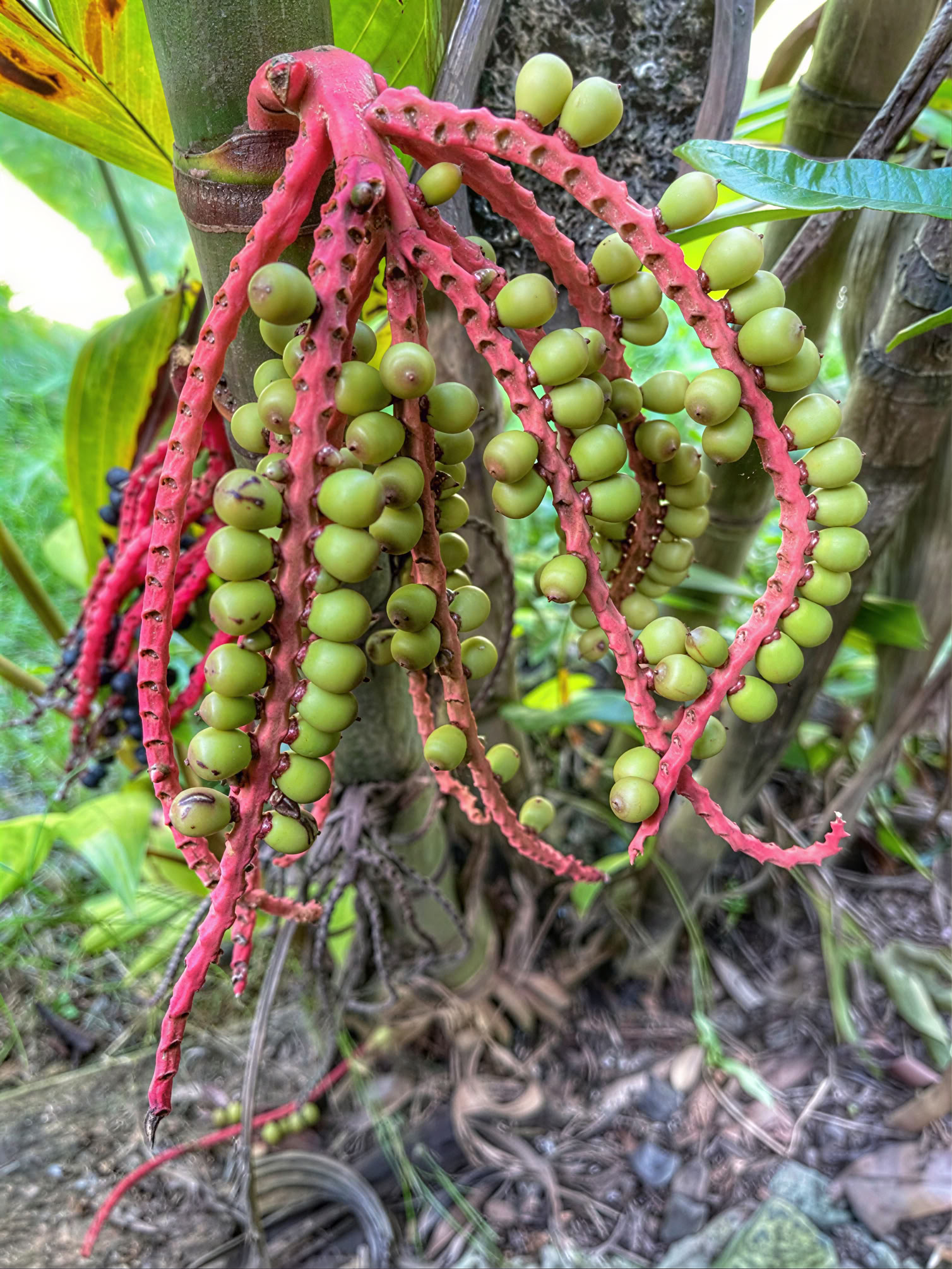 Visite sacrée de la pépinière du jardin