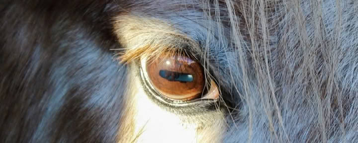 Coaching thérapeutique assisté par les chevaux